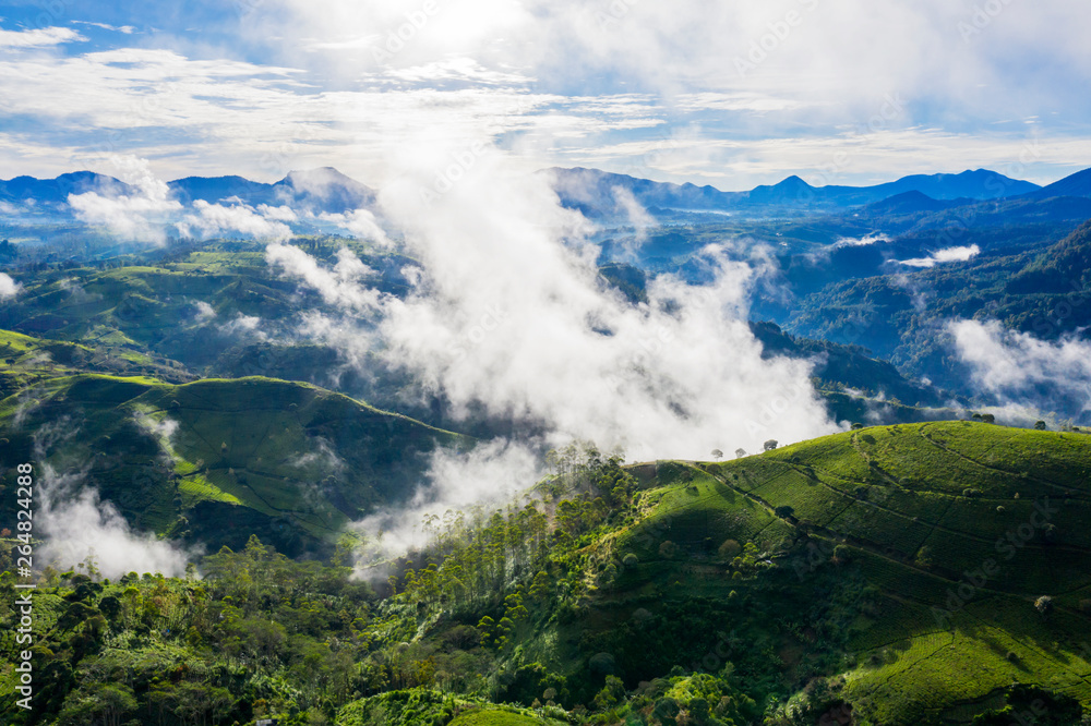 Wonderful misty morning above tea plantation Wonderful misty morning above tea plantation