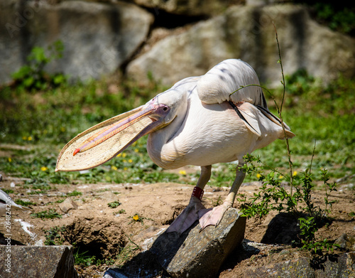 reat white pelican,Pelecanus onocrotalus, eastern white pelican, rosy pelican or white pelican is a bird in the pelican family summer