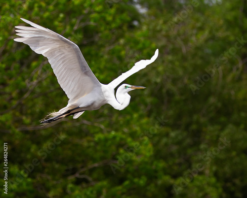 Great Egret In Flight Ardea Alba