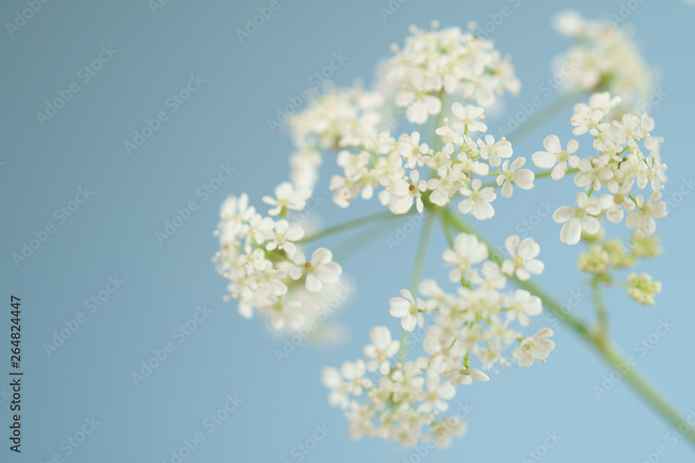 white cow parsley flowers on blue sky background