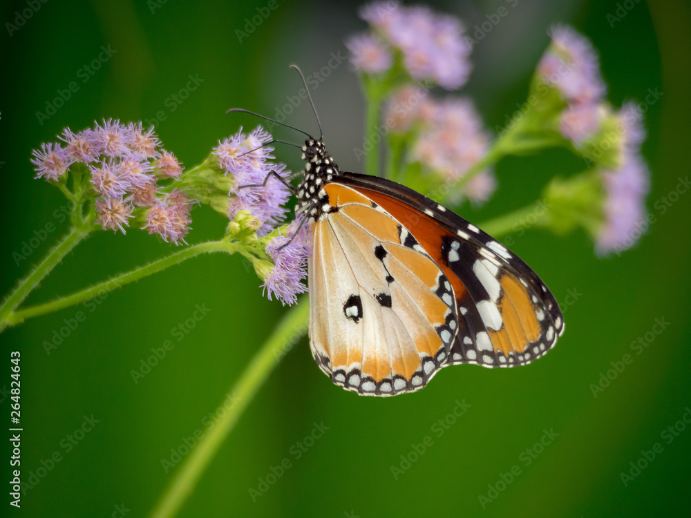 Obraz premium Plain tiger (Danaus chrysippus) butterfly on a flower in Gardens by the Bay, Singapore