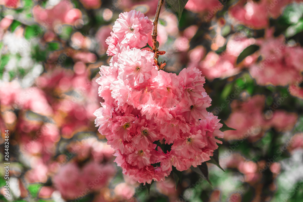  cherry blossom