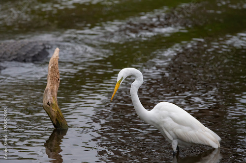 Great Egret Looking For Food Florida