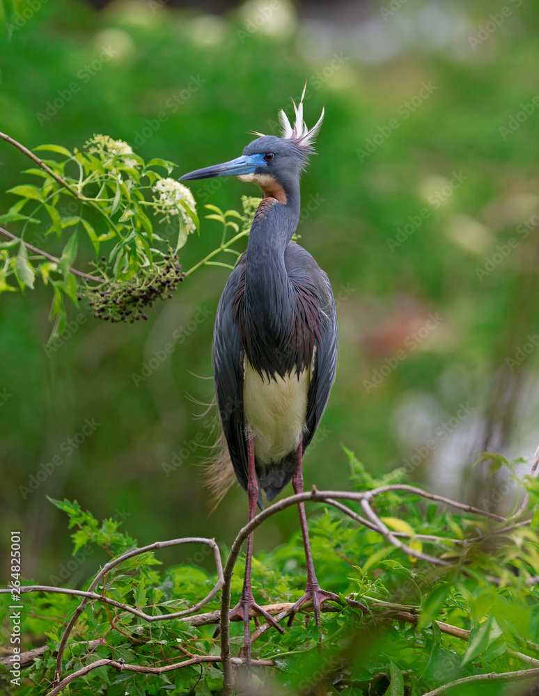 Fototapeta premium Tri Colord Heron Egretta tricolor