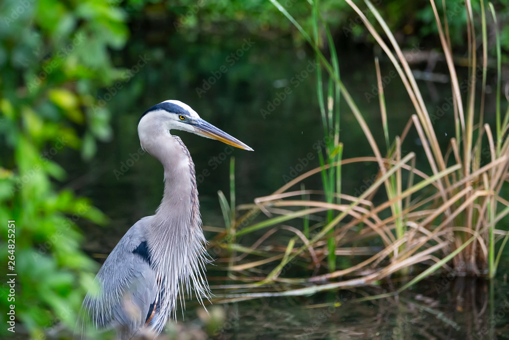 Blue Heron Ardea Herodias Great Blue Heron Florida Blue Heron Ardea Herodias Great Blue Heron Florida