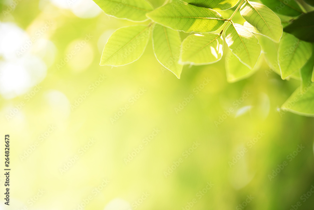 Background nature green leaf on blurred greenery in forest with copy space. Background nature green leaf on blurred greenery in forest with copy space.