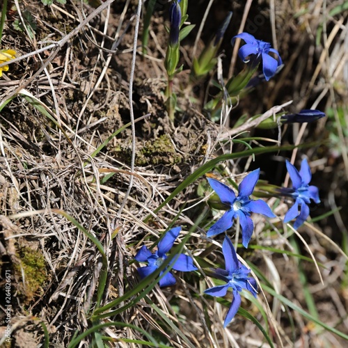 Genzianella photo