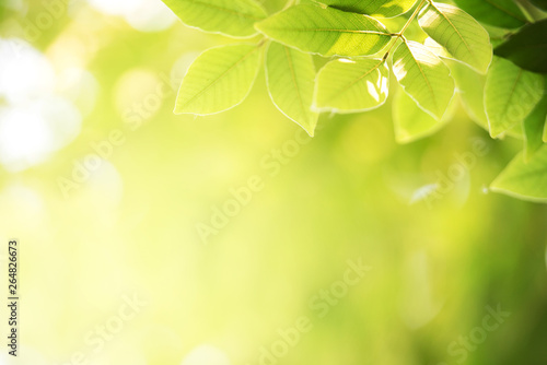 Background nature green leaf on blurred greenery in forest with copy space.
