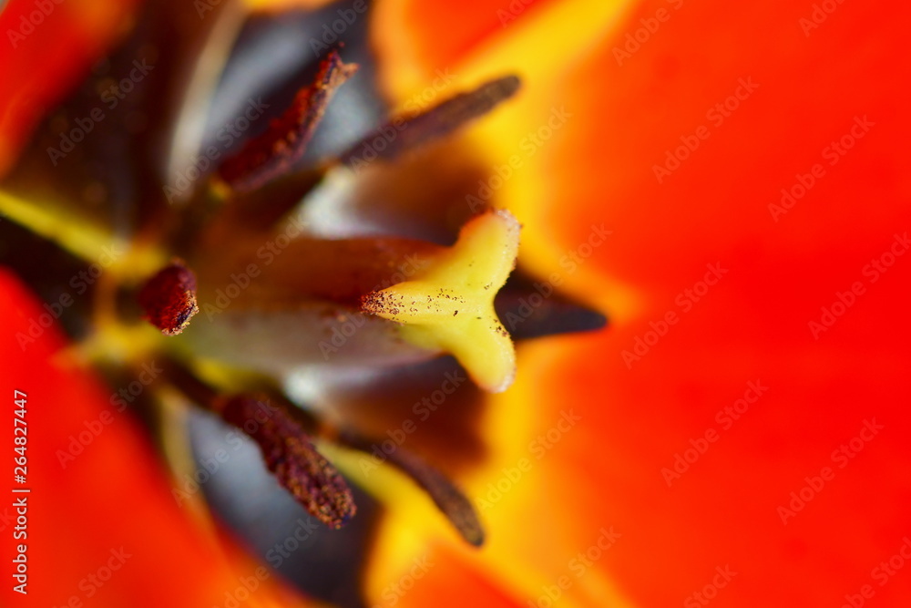 inside the flower,tulips-tulipa inside the flower,tulips-tulipa
