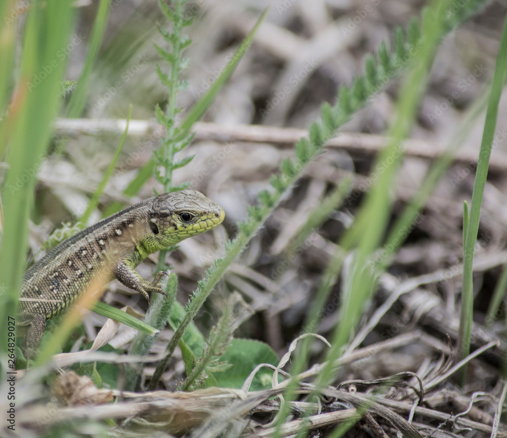 green lizard on the grass green lizard on the grass