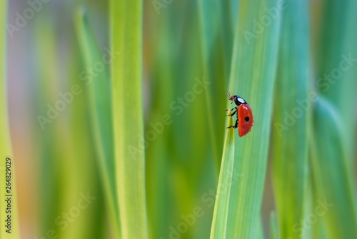 Little ladybug on a blade of grass in green grass