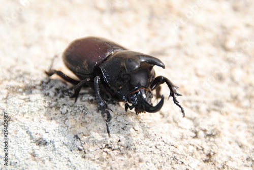 Beetle © vitor