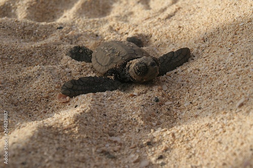 Loggerhead sea turtle crawling toward the sea
