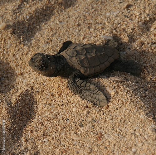 Loggerhead sea turtle crawling to the sea