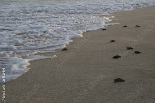Loggerhead sea turtles reaching the sea after hatchling