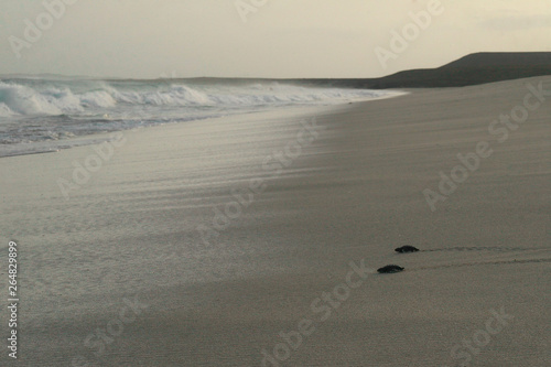 Hatchlings of loggerhead sea turtle reaching the sea