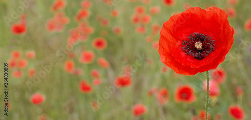SPRING BACKGROUNDS. SINGLE RED POPPY  FLOWER ON NATURAL GREEN FIELD.