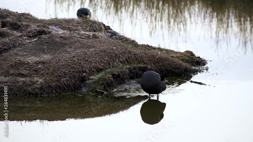 Eurasian Coot cleaning itself in front of mate in spring lake at Amager faelled Copenhagen Denmark 4K photo