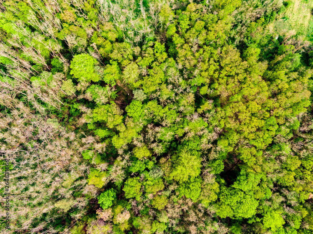 Aerial drone view of field, trees and forest in agriculture land. Top look to meadow near village and farm. Beautiful green fresh crop on spring day after rain