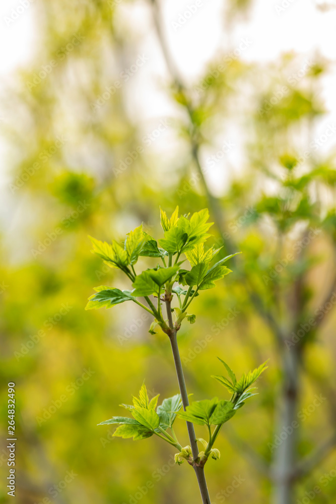 Branches of maple with young leaves in the city garden. Acer platanoides. Spring. Branches of maple with young leaves in the city garden. Acer platanoides. Spring.