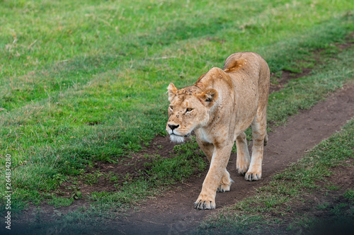Lioness patrolling the N'gorongoro  crater.