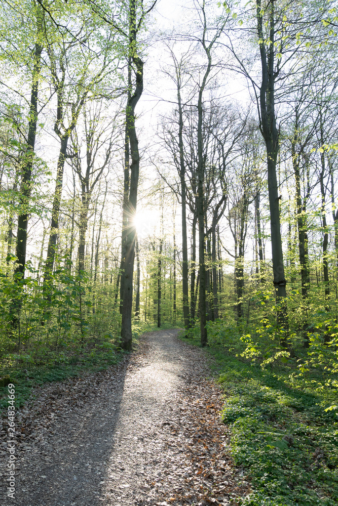 Obraz premium Gebersheim Wald