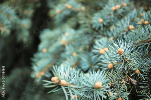 Branches of fir tree, closeup