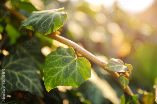 Green ivy outdoors, closeup