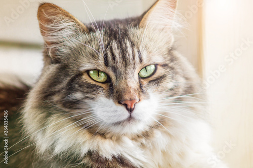 Portrait of a beautiful three-colored cat with green eyes and long fur. Close up, soft focus
