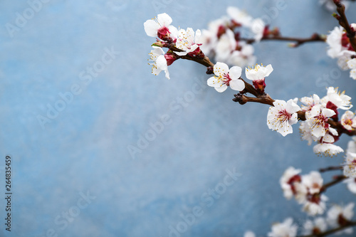 Beautiful blossoming branches on color background