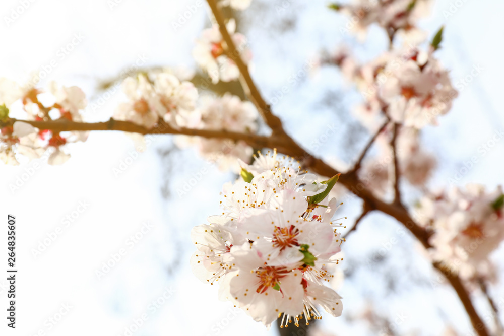 Beautiful blossoming branch outdoors Beautiful blossoming branch outdoors