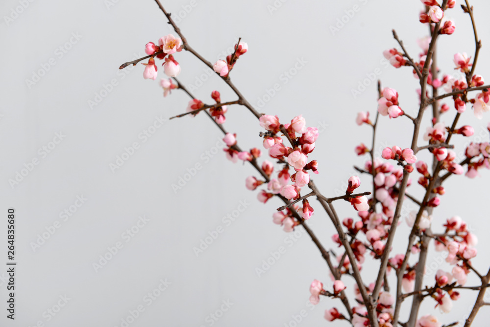 Beautiful blossoming branches on light background Beautiful blossoming branches on light background