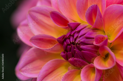 Dahlie Pink Blume