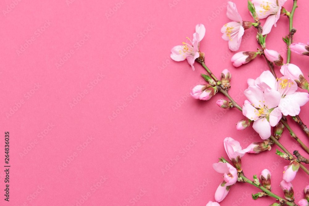 Fototapeta premium Beautiful blossoming branches on color background