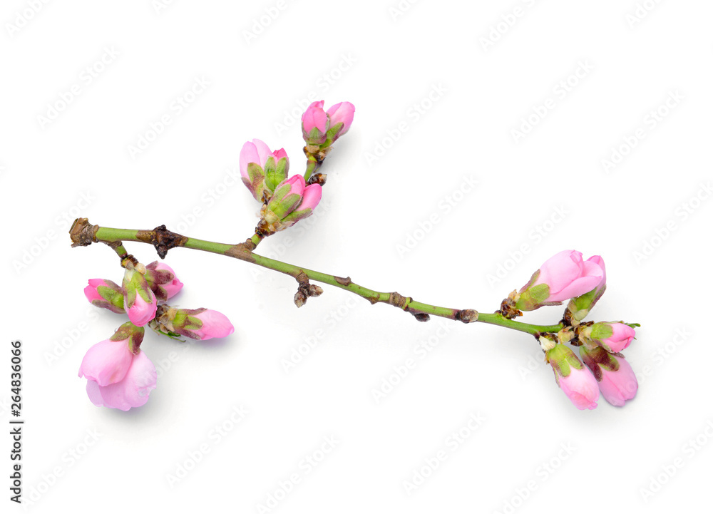 Beautiful blossoming branch on white background Beautiful blossoming branch on white background