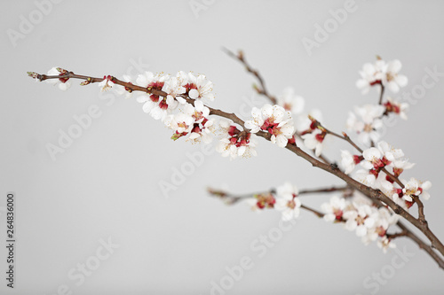 Beautiful blossoming branches on light background © Pixel-Shot