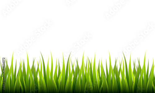 Realistic green grass. Straight Meadow Banner Green in vector. 