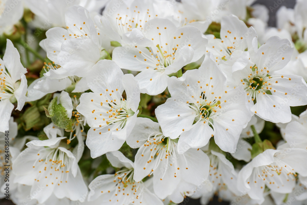 Beautiful white flowers, closeup Beautiful white flowers, closeup