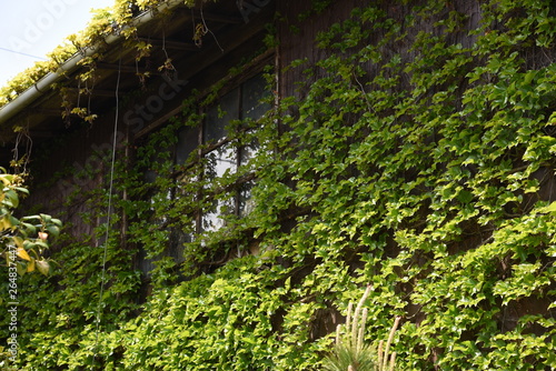 A deserted house covered with ivy.