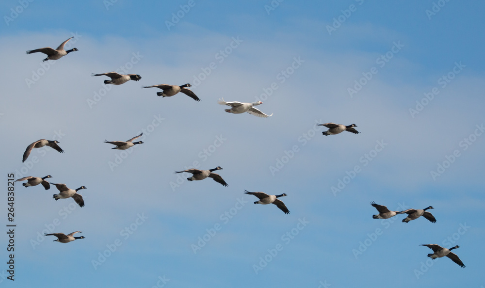 Naklejka Geese in flight