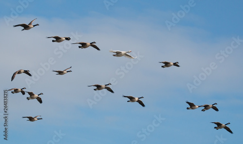 Geese in flight © Beholder