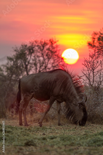 A common wildebeest (Connochaetes taurinus) grazing under a setting sun. South Africa photo