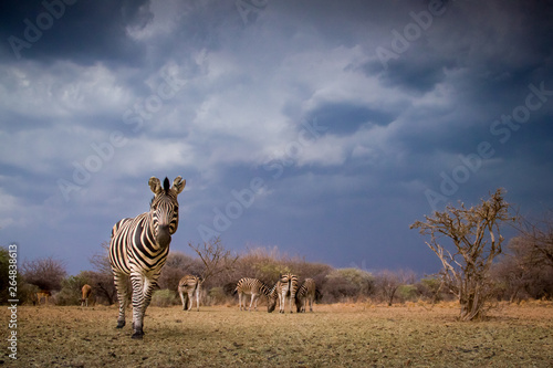 A zebra (equus quagga) standing on the left looking at the camera, with the herd, bushes and sky in the background. Dikhololo, South Africa photo