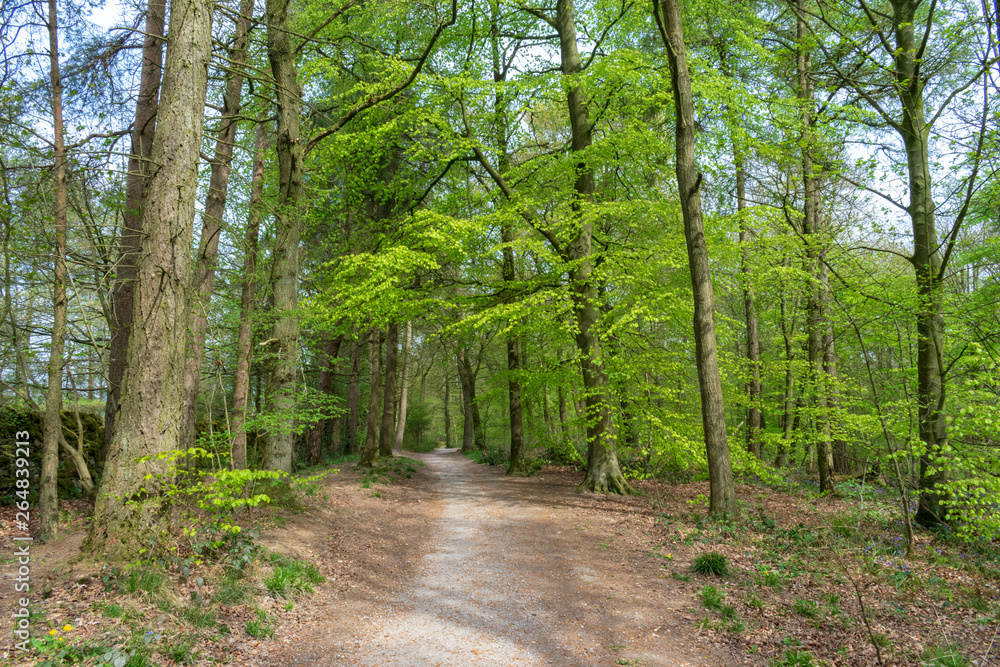 road in the forest road in the forest