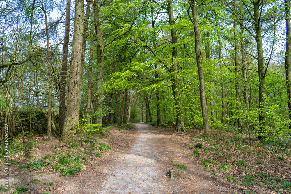 path in the forest path in the forest