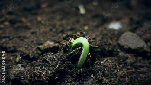 Small green plant growing from the ground, springtime summer germination time lapse, evolution concept