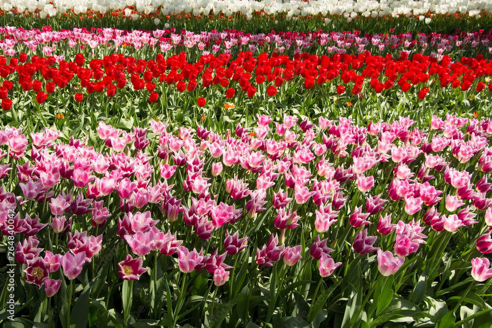 Flower park Keukenhof in Holland