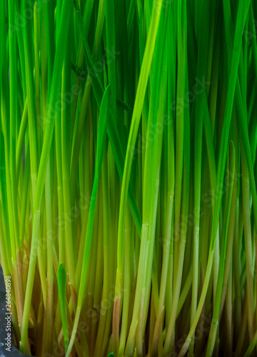 Close up of micro green sprouts  wheatgrass