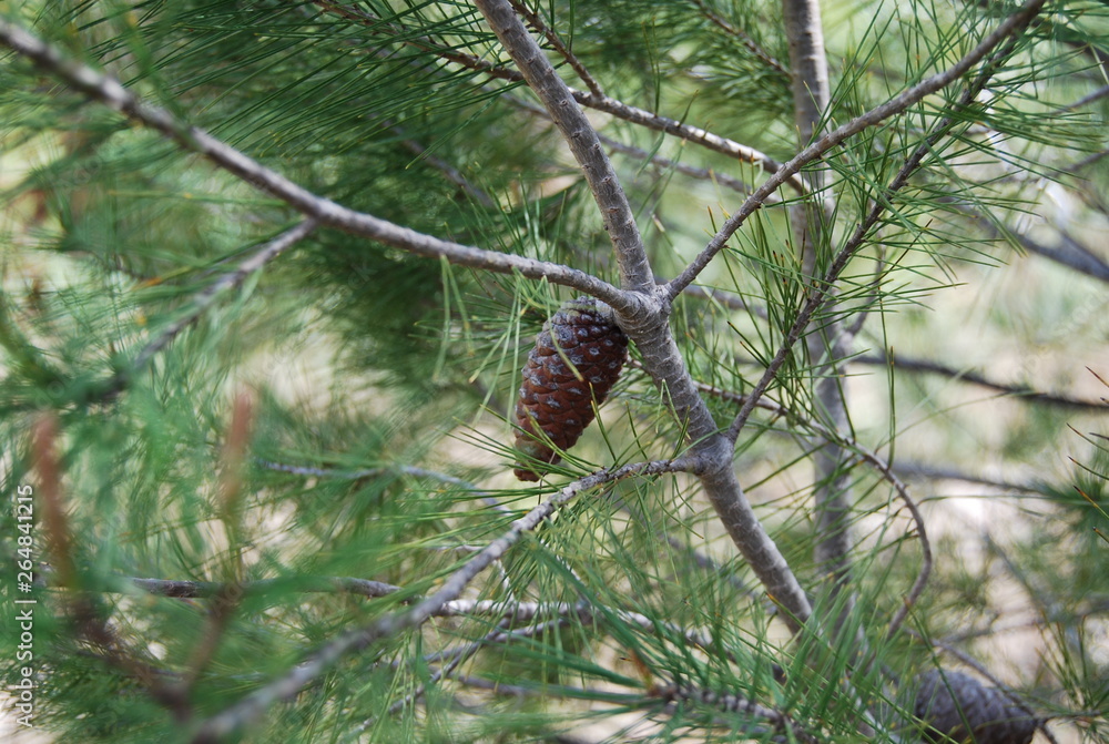 Obraz premium Pine Tree and Pine Cones