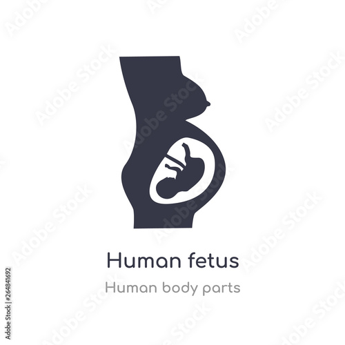 human fetus outline icon. isolated line vector illustration from human body parts collection. editable thin stroke human fetus icon on white background
